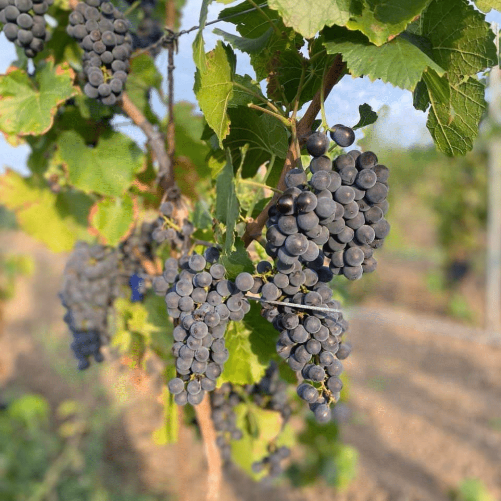 gogu wnery vin moldova vinuri moldovenesti crama