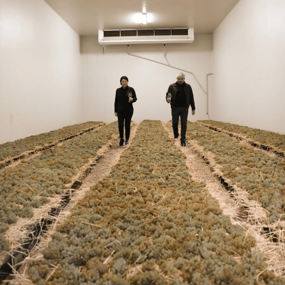 divus winery vin moldova vinuri moldovenesti crama